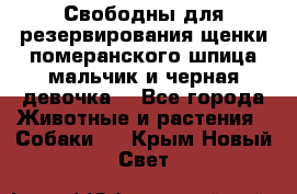 Свободны для резервирования щенки померанского шпица мальчик и черная девочка  - Все города Животные и растения » Собаки   . Крым,Новый Свет